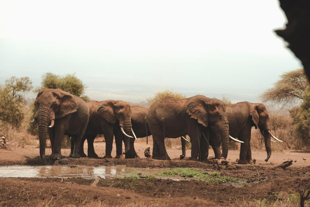 Tawi Lodge أمبوسيلي المظهر الخارجي الصورة